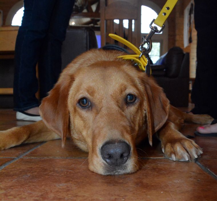 Alert dog graduation